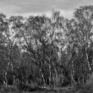 Heidebirken 3 BW.jpg