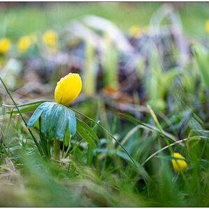 050 Schrebergarten im Februar – Winterlinge