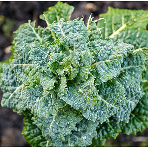 051 Schrebergarten im Februar – Kohl