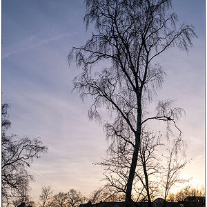 057 Sams Birke im Schrevenpark