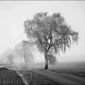 Eisbirken_bearbeitet-1.jpg