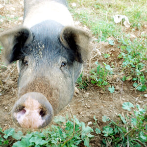 malloquinisches Portrait-Schwein.jpg