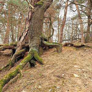 P3073580a_klein.jpg
