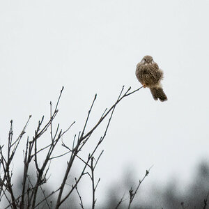 Falke im Wind.jpg