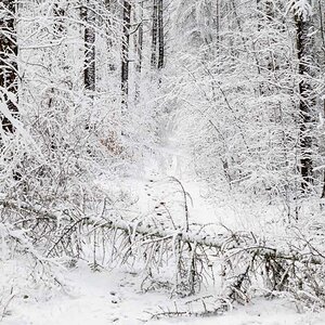 Schneeweg.jpg