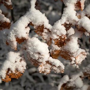 Schneeblätter.jpg