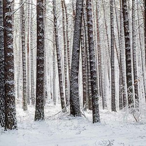 Schneewald.jpg