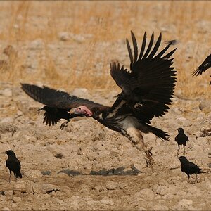 comp Namibia 09 26505
