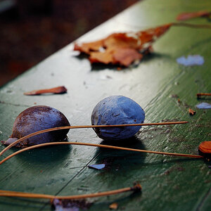 HerbstDSC 1671