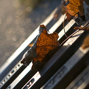 Herbstblatt