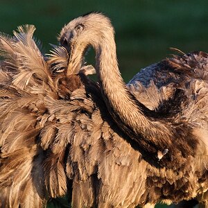Emu www2