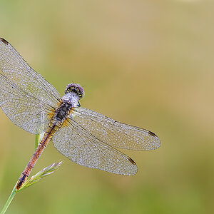 Blutrote Heidelibelle