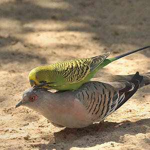 DSC 10063crop
