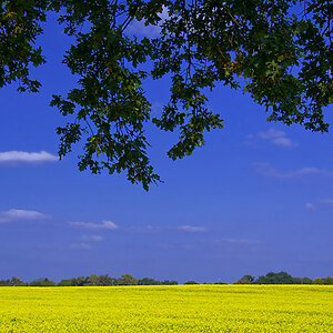Rapsfeld 4 kl filtered