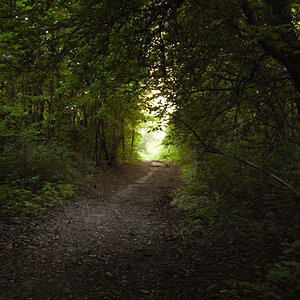 Ein Waldweg in der Achau