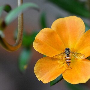 Schwebfliege