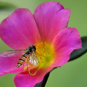Schwebfliege