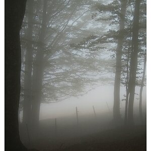 Nebel