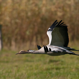 a 105 4716