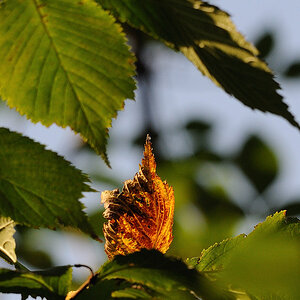 in der Abendsonne
