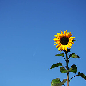 sonnenblume