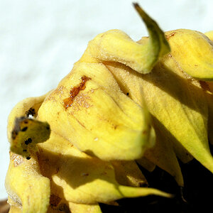 Die weinende Sonnenblume - Herbst