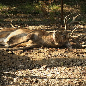 DSC1221 NF F
Naturwildpark Granat
26. September 2009