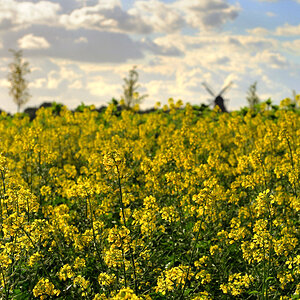 Senf - Herbst 2009 -