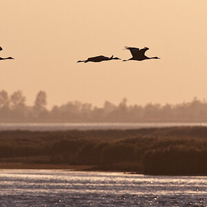 zingst 6 0088