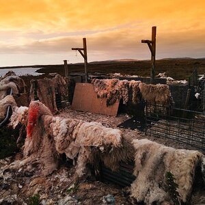 nffsheep