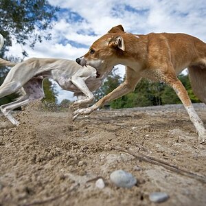 MOM3071 dogs