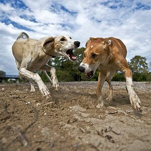 MOM3070 dogs