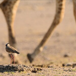 comp Namibia 09 29376