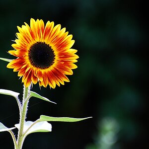 Sonnenblume DSC 5146