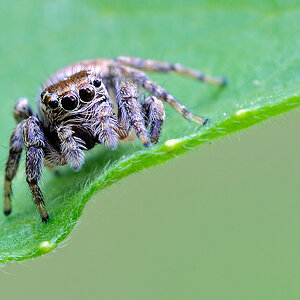Springspinne