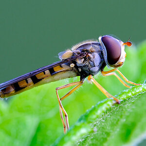Schwebefliege