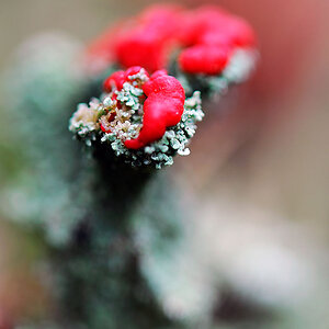 Cladonia cristatella Flechte
