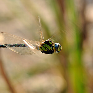 Libelle - on the fly