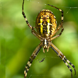 2090825 8118c ZebraSpinne 1024