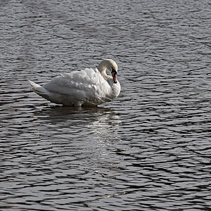 DSC_7036.jpg