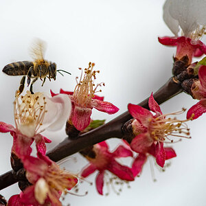 Marillenblüte mit Biene im Flug-2.jpg