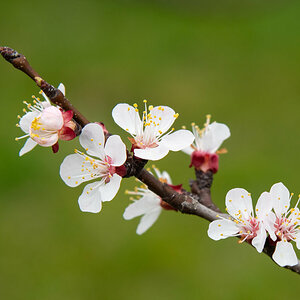 Ast mit Marillenblüten.jpg