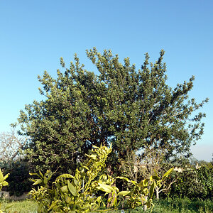 Garten 9.20ff.jpg