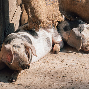 Schweinerei