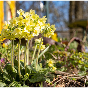 068 Schlüsselblume