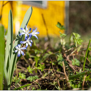 069 Blümchen (Namen vergessen)