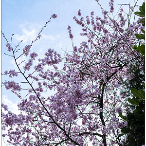 070 Rosa am Himmel