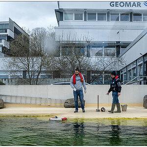 075 Kiellinie – Aquarium Geomar Seehundbecken Fütterung I