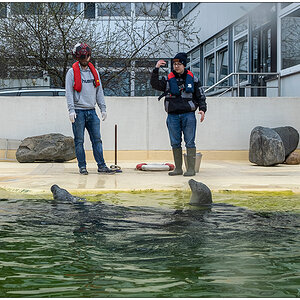 076 Kiellinie – Aquarium Geomar Seehundbecken Fütterung II