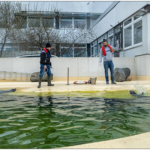 077 Kiellinie – Aquarium Geomar Seehundbecken Fütterung III